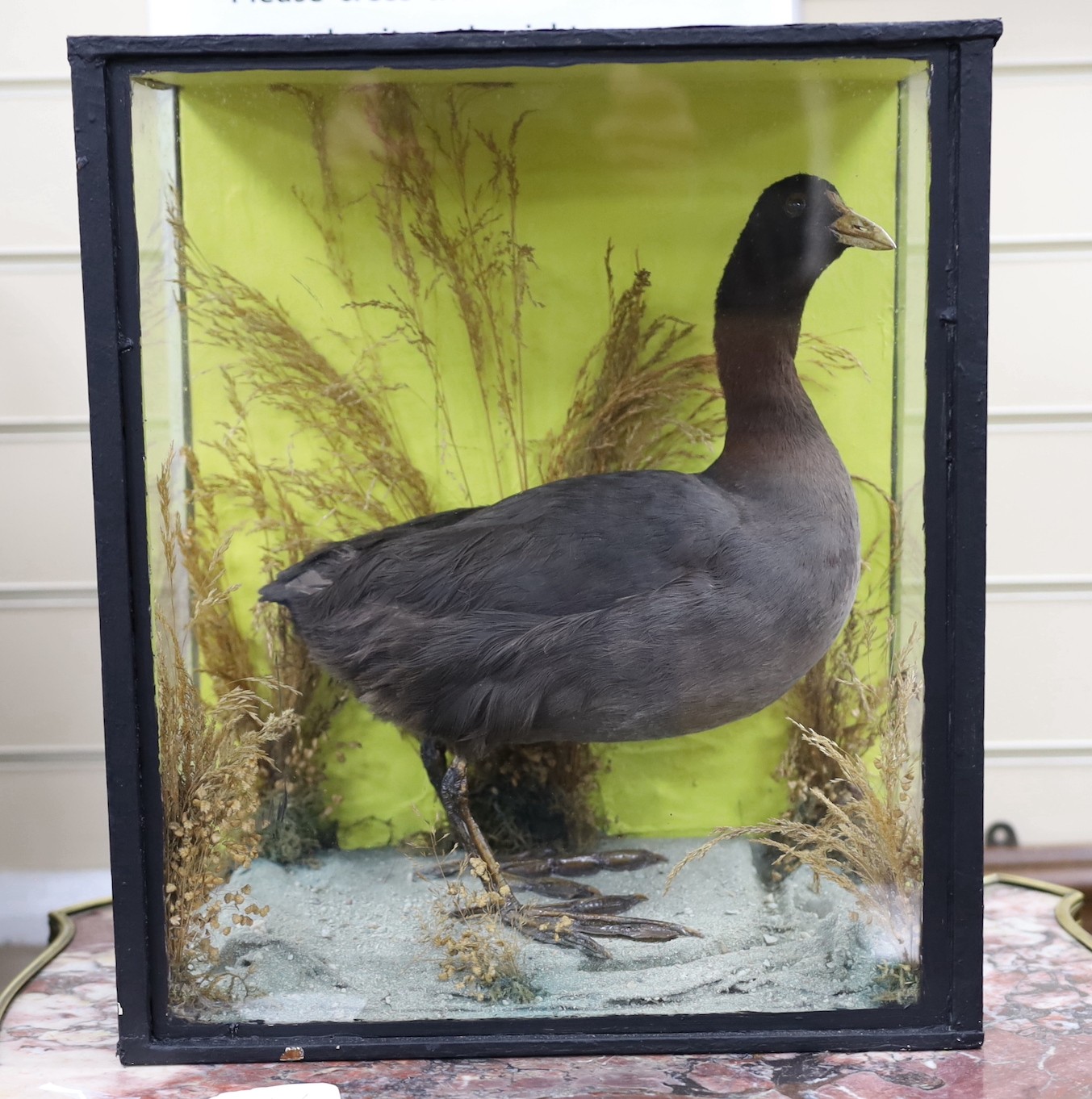 A cased taxidermy Coot, 35cms x 40cms